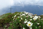 70 Anche fioriture di camedrio alpino alla croce di vetta della Corna Grande